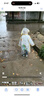 牧萌兒童雨衣男童女童防水全身雨披幼兒園小學(xué)生雨具 黃色小恐龍 M 曬單實(shí)拍圖