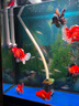 馬印全光譜LED魚(yú)缸筒燈金魚(yú)燈專(zhuān)用爆藻增色水草燈蘭壽燈神燈 馬印超色筒燈（100w＋支架）5w-100w可調節 曬單實(shí)拍圖