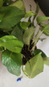 綠蘿盆栽室內(nèi)植物新房家用吸除甲醛凈化空氣水培綠植花卉長(zhǎng)藤綠蘿 120#原盆自動(dòng)吸水【4盆】+2包肥 曬單實(shí)拍圖