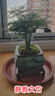 花行榜盆栽植物室內花卉綠植 精品小文竹+四方瓷盆+底座+苔蘚源頭直發(fā) 曬單實(shí)拍圖