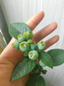 瑰瑋藍莓樹(shù)果苗帶花苞藍莓苗南北方種植兔眼特大陽(yáng)臺盆栽樹(shù)苗當年結果藍莓3年苗（明年結果） 曬單實(shí)拍圖