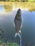 富源百川317二代綜合魚(yú)竿鯽魚(yú)竿鯉魚(yú)臺釣手桿釣魚(yú)桿碳素超輕超硬魚(yú)桿4.5m 曬單實(shí)拍圖