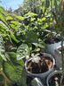 【雅之典】重瓣茉莉花盆栽室內(nèi)觀花植物四季好養(yǎng)帶花苞開花不斷綠植 茉莉花10-12顆【大號敞口盆】 好養(yǎng)活 曬單實(shí)拍圖