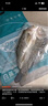 釣魚(yú)記開(kāi)背海鱸魚(yú)1斤-1.3斤 三去凈重 冷凍生鮮 魚(yú)類(lèi) 海鮮水產(chǎn) 中秋聚餐 曬單實(shí)拍圖