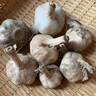 新鮮干蒜即食水果大蒜蔬菜小龍蝦生蠔調料蒜 新鮮干蒜1斤凈重 曬單實(shí)拍圖