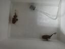 活魚(yú)熱帶觀(guān)賞魚(yú)紅尾中紅尾魚(yú)仔鯨大型貓兇猛鯰魚(yú)招財貓好養過(guò)濾棉 招財貓6-7cm2條 曬單實(shí)拍圖