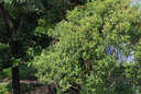 老蛙（LAOWA）180mm F4.5 全畫(huà)幅微距鏡頭自動(dòng)對焦1.5倍放大倍率 超長(cháng)焦復消色差風(fēng)景人像 自動(dòng)對焦(1.5米內手動(dòng)對焦） 索尼E卡口 曬單實(shí)拍圖