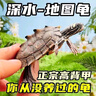地圖龜深水魚(yú)缸混養小烏龜黑瘤活物水龜地圖龜觀(guān)賞龜苗寵物招財龜 5-6厘米地圖龜 3只繁殖組（1公2母）+龜糧 曬單實(shí)拍圖