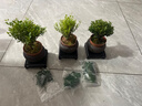 小葉赤楠盆景老樁盆栽植物辦公室室內(nèi)花卉桌面四季常青好養(yǎng)綠植 小葉赤楠+舍得盆+苔蘚+底座 曬單實(shí)拍圖