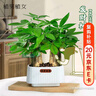 植男植女發(fā)財樹室內(nèi)桌面綠色懶人綠植盆栽花卉鮮活好養(yǎng)護觀葉耐旱源頭直發(fā) 曬單實拍圖