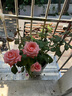 藤本月季花苗小苗特大花卉綠植物室內盆栽玫瑰薔薇花爬藤多季開(kāi)花 戴安娜（玫瑰大花）高約【15-20cm】 曬單實(shí)拍圖