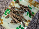 北京同仁堂【現(xiàn)收山貨】云南特產(chǎn)高原野生蟲草參地參 250克 曬單實(shí)拍圖