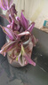 吊蘭垂吊植物花卉植物室內(nèi)花盆栽多肉水培綠植陽臺(tái) 油畫吊蘭+【水培瓶】+水晶泥+營養(yǎng)液 曬單實(shí)拍圖