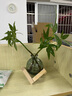 八芽水培植物發(fā)財樹小盼菩提桌面盆栽凈化空氣室內(nèi)擺件辦公室綠植花卉 雙桿發(fā)財樹-輕奢小藍(lán)瓶-幾何木架 含盆 曬單實(shí)拍圖
