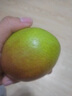 山西玉露香梨新鮮當季水果現(xiàn)摘正宗脆冠蘋果梨整箱紅酥甜青梨包郵 5斤【凈重4.5斤】 曬單實拍圖