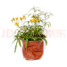 芳香萬(wàn)壽菊 驅蚊盆栽 驅蟲(chóng)類(lèi)似糖果汽水味的香氣盆栽驅蚊盆栽花卉 大盆 簡(jiǎn)易盆 帶盆栽好 曬單實(shí)拍圖