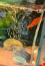 HIDOM 希騰魚(yú)缸增氧泵C2雙孔2.5W帶管子氣盤(pán) 水族箱氧氣泵養魚(yú)氧氣泵 曬單實(shí)拍圖