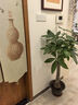 大型植物發(fā)財樹(shù)各種大顆盆栽開(kāi)業(yè)喬遷客廳辦公室內好養大型綠植 獨桿發(fā)財樹(shù)1.1-1.2米+黑福盆 曬單實(shí)拍圖