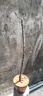 新品種新品特大黃桃樹(shù)苗脆甜果大晚熟地栽盆栽南方種植嫁接桃樹(shù) 四年苗【當年結果】 111cm(含)-140cm(含) 曬單實(shí)拍圖