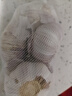 大蒜頭出口品質(zhì)網(wǎng)兜紫蒜蔬菜調料新鮮大果燒烤火鍋食材 【精品網(wǎng)兜裝】6頭裝 0.46g 曬單實(shí)拍圖