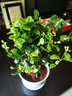 【雅之典】重瓣茉莉花盆栽室內觀(guān)花植物四季好養帶花苞開(kāi)花不斷綠植 茉莉花10-12顆【大號敞口盆】 好養活 曬單實(shí)拍圖