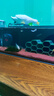 魚(yú)寧魚(yú)缸加熱棒龜缸小型低水位迷你養龜變頻加溫棒烏龜自動(dòng)恒溫加熱器 50W 低水位/變頻加熱/離水斷電/精度控溫 曬單實(shí)拍圖