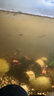 寵小俠純種孔雀魚觀賞魚好養(yǎng)耐活淡水小型魚熱帶魚鳳尾熱帶魚小魚苗 練手孔雀2-3cm15條（10送5備損） 曬單實拍圖