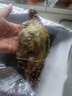 梭子蟹鮮活特大野生舟山大螃蟹海鮮新鮮冷凍海蟹水產(chǎn)飛蟹白蟹順豐 7-9兩/只 【凈重5斤特大梭子蟹】 曬單實拍圖