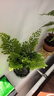鐵線蕨苔蘚球盆栽植物室內(nèi)桌面好養(yǎng)觀果綠植客廳盆景辦公室凈化 蓮花盆+鐵線蕨苔蘚球 曬單實(shí)拍圖