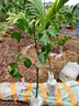 番石榴樹(shù)果苗嫁接臺灣四季番石榴紅寶石無(wú)籽少籽紅心芭樂(lè )樹(shù)苗帶土 店主推薦：無(wú)籽紅寶石芭樂(lè )年苗【當年結果】 60cm(含)-69cm(含) 曬單實(shí)拍圖