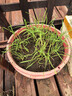 大禹韭菜根苗新根紫紅根韮菜移栽根種子四季壽光本地老品種大寬葉蔬菜 壽光紫紅根寬葉韭菜根苗200棵+2包肥 曬單實(shí)拍圖