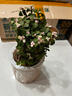 綠有意金枝玉葉盆栽老樁多肉水培植物室內(nèi)花辦公室綠植好養(yǎng)凈化空氣 金枝玉葉【早安吸水盆】+肥 曬單實(shí)拍圖
