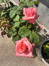 藤本月季花苗小苗特大花卉綠植物室內盆栽玫瑰薔薇花爬藤多季開(kāi)花 戴安娜（玫瑰大花）高約【15-20cm】 曬單實(shí)拍圖
