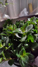 四季常青金魚(yú)花吊蘭盆栽室內綠植花卉多肉植物發(fā)財樹(shù)好養易活客廳 金魚(yú)吊蘭【整盆20-30顆】原盆土 曬單實(shí)拍圖