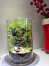 苔蘚微景觀(guān)創(chuàng  )意桌面微觀(guān)造景植物擺件禮物減壓綠植生態(tài)瓶diy材料 步步登高-（成品發(fā)貨） 曬單實(shí)拍圖