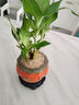 幼薇富貴竹室內(nèi)植物節(jié)節(jié)高桌面綠植帶根好養(yǎng)步步高花卉文昌竹客廳盆栽 富貴竹叢林+橘黃南瓜陶瓷盆+圓形底盤 帶盆栽好 曬單實(shí)拍圖