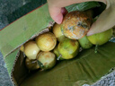 廣西 黃金百香果欽蜜9號(hào)現(xiàn)摘新鮮水果白香果 小果實(shí)惠 10?！拘」?單果30-45g】 曬單實(shí)拍圖