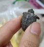 外塘中華草龜活體小烏龜寵物情侶金線(xiàn)苗活物草龜黑腹墨龜好養耐活 2-4厘米 1只單身草龜 曬單實(shí)拍圖
