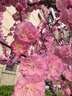 toutou女士錢(qián)包七夕情人節(jié)鑰匙包卡包駕駛證零錢(qián)包送女友生日禮物 曬單實(shí)拍圖