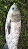 川澤伊勢尼魚鉤子線雙鉤成品綁好掛仕防纏繞鉤套裝野釣湖庫大物鰱鳙鉤 鉤5#線1.0#+鉤6#線1.2# 20副組合裝 曬單實拍圖
