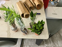 MPPMCK發(fā)財樹(shù)盆栽室內袖珍椰金鉆桌面水培植物梔子花卉綠植【拍一發(fā)四】 發(fā)財樹(shù)梔子花金鉆灰缸吸水繩 整體高度約15-25公分 吸水盆口徑 曬單實(shí)拍圖