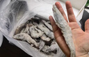 京鮮港 厄瓜多爾白蝦凈重3斤加大號45-60只/盒大蝦鹽凍家庭聚餐燒烤 曬單實(shí)拍圖