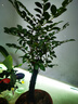 馨音  小葉紫檀盆栽盆景樹(shù)樁客廳桌面小植物樹(shù)苗四季常青室內綠植 中號獨桿 曬單實(shí)拍圖