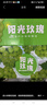 裕瓊陽光玫瑰葡萄晴王提子無籽四川應(yīng)季香印提子時令新鮮孕婦水果禮盒 凈重5斤單果6-12g整串裝 曬單實拍圖