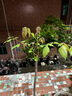駿灝買(mǎi)1送2 玉蘭花樹(shù)苗四季開(kāi)花庭院盆栽白紫廣玉蘭樹(shù)苗矮化耐寒超矮 紫玉蘭 8年苗當年開(kāi)花爆滿(mǎn)1送2發(fā)3顆哦 曬單實(shí)拍圖