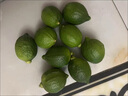 果園直發(fā)】正宗無(wú)籽廣東香水檸檬一級果【夏果】鴨屎香奶茶店專(zhuān)用 優(yōu)選一級果5斤【65克起】 曬單實(shí)拍圖