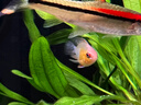 坤寧王*魚(yú)鹽水族專(zhuān)用鹽魚(yú)缸殺菌消毒粗鹽凈水片水質(zhì)凈化劑海鹽養魚(yú) 2斤 曬單實(shí)拍圖