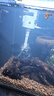 金利佳（Jeneca）魚(yú)缸過(guò)濾器三合一吸水泵濾盒水族箱上濾上置循環(huán)過(guò)濾槽壁掛增氧 【中號(hào)白色四件套】適長(zhǎng)43-54cm 曬單實(shí)拍圖