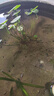 萌嘟星寵亞馬遜水草泥強肥力營(yíng)養土魚(yú)缸水族箱造景底沙水草種植泥砂 5斤裝 曬單實(shí)拍圖
