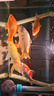 瘋狂石頭 魚(yú)缸凈水劑1.5L裝 水質(zhì)清澈凈化澄清劑除黃去味水族箱養魚(yú)用品 曬單實(shí)拍圖
